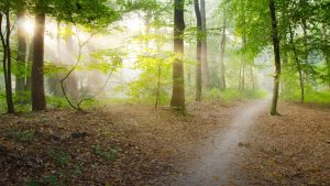 Read more about the article Exciting Forest Journeys In Voluptates Repudiandae