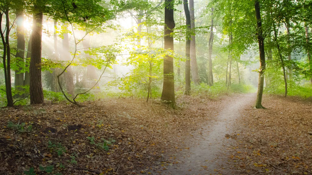You are currently viewing Exciting Forest Journeys In Voluptates Repudiandae